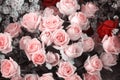 Pink rose floers bouquet closeup beauty background Royalty Free Stock Photo