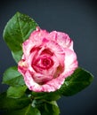 Pink rose flower Royalty Free Stock Photo