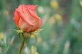 Pink rose flower. Abstract blurred festive background with free space for an inscription. Side view Royalty Free Stock Photo