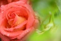 Pink rose flower. Abstract blurred festive background with free space for an inscription. Side view Royalty Free Stock Photo