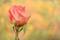 Pink rose flower. Abstract blurred festive background with free space for an inscription. Side view Royalty Free Stock Photo