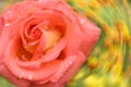 Pink rose flower. Abstract blurred festive background with free space for an inscription. Side view Royalty Free Stock Photo