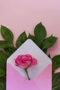 Pink rose flower as a gift. Celebration concept. Love letter.