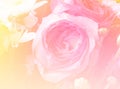 Pink rose flower background