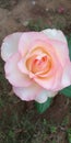 Pink Rose flower the beauty colour