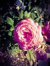 Pink rose