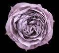 Pink rose flower black isolated background with clipping path. Closeup no shadows. Royalty Free Stock Photo