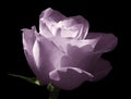 Pink rose. Flower on a black isolated background . Close-up. Shot of light blue flower. Royalty Free Stock Photo