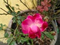 Pink Rose flower blooming in branch of green leaves plant growing in flowerpot, nature photography Royalty Free Stock Photo