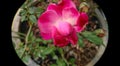 Pink Rose flower blooming in branch of green leaves plant growing in flowerpot, nature photography Royalty Free Stock Photo