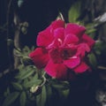 Pink rose flower blooming in branch of green leaves plant growing in the garden, nature photography, gardening background Royalty Free Stock Photo