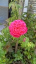 Pink rose flower blooming in the right timing Royalty Free Stock Photo