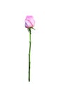 Pink rose flower blooming with water dropds and green stem isolated on white background , clipping path Royalty Free Stock Photo