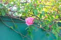 Pink rose flower blooms on a rose bush branch