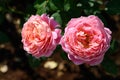 Pink rose flower blossom in the garden