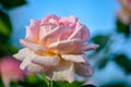 Pink rose flower blossom macro closeup beauty bloom nature petals floral botany garden park details springtime background Royalty Free Stock Photo