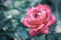 Pink rose flower blossom macro closeup beauty bloom nature petals floral botany garden park details springtime background Royalty Free Stock Photo