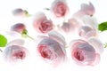 Pale pink rose flower blossoms background Royalty Free Stock Photo