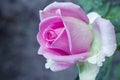 Pink rose flower Royalty Free Stock Photo