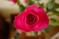 Pink rose flower bud Royalty Free Stock Photo