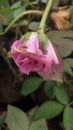 PINK ROSE FLOWER BUD GARDEN NATURE ABSTRACT Royalty Free Stock Photo