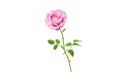 Pink rose flower bud and leaves branch. Transparent png additional format