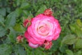 Pink rose flower with buds Royalty Free Stock Photo