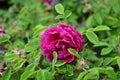 Pink rose flower on a Bush with green leaves. Garden roses. dogrose. Garden. Summer flowers. Floriculture. Nature Royalty Free Stock Photo