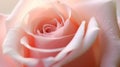 Pink rose flower close up for background and soft focus. Generative AI