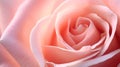 Pink rose flower close up for background and soft focus. Generative AI
