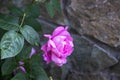 Pink rose flower close-up on a blurred background