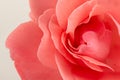 Pink rose flower, close-up, macro, background low key Royalty Free Stock Photo