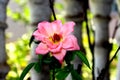 Pink rose flower, closeup, bright and radiant colors and beautiful pink petals , with zoomed details.with green leaves. Royalty Free Stock Photo