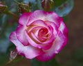 Pink rose flower closeup