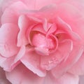 Pink Rose Flower Royalty Free Stock Photo