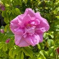 Pink rose flower closeup Rugosa blossom