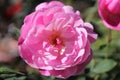 Pink rose flower closeup vibrant colour.