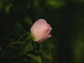 Pink rose flower closeup in wild Royalty Free Stock Photo