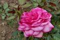 Pink rose flower of cultivar Walzertraum, established by rose breeder Hans Jurgen Ever