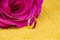 Pink rose flower with dew drops and a ring of gold Royalty Free Stock Photo