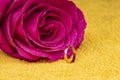 Pink rose flower with dew drops and a ring of gold Royalty Free Stock Photo