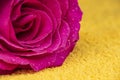 Pink rose flower with dew drops Royalty Free Stock Photo