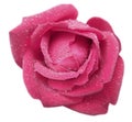 Pink rose flower with dew. White isolated background with clipping path. Closeup. no shadows Royalty Free Stock Photo