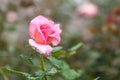 Pink rose flower with drops of dew in garden Royalty Free Stock Photo