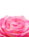 Pink rose flower in drops after rain Royalty Free Stock Photo