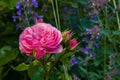 Pink rose flower with drops of rain in garden. Green plants and lavender as background. Closeup