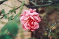 Pink rose flower in the evening photography Royalty Free Stock Photo