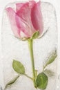 Pink rose flower frozen in ice Royalty Free Stock Photo