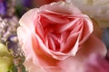 Pink rose flower in full bloom. Macro photography. The concept of aesthetics and beauty Royalty Free Stock Photo