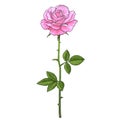 Pink rose flower fully open with green leaves and long stem. Realistic hand drawn vector illustration in sketch style